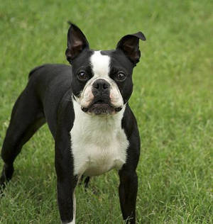 Boston Terrier