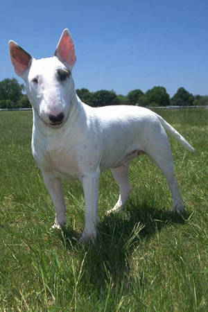 Bull Terrier