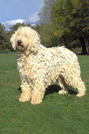 Komondor