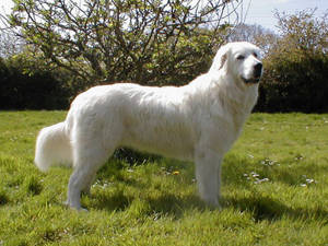 Maremma Sheepdog