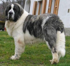 Pyrenean Mastiff
