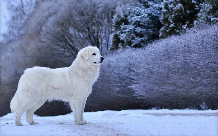 Best Guard Dogs For Farms And Livestock