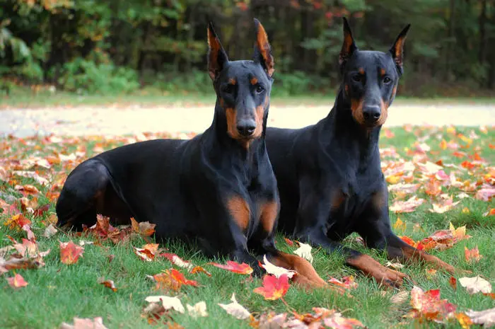 friendly guard dogs