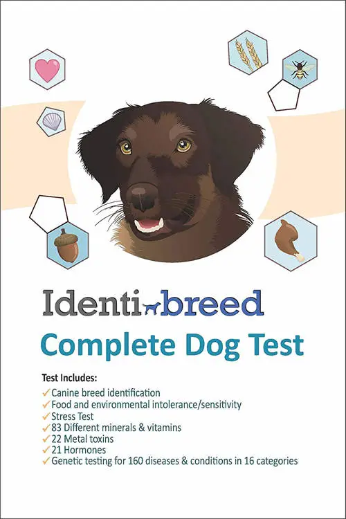 IdentiBreed dog dna test