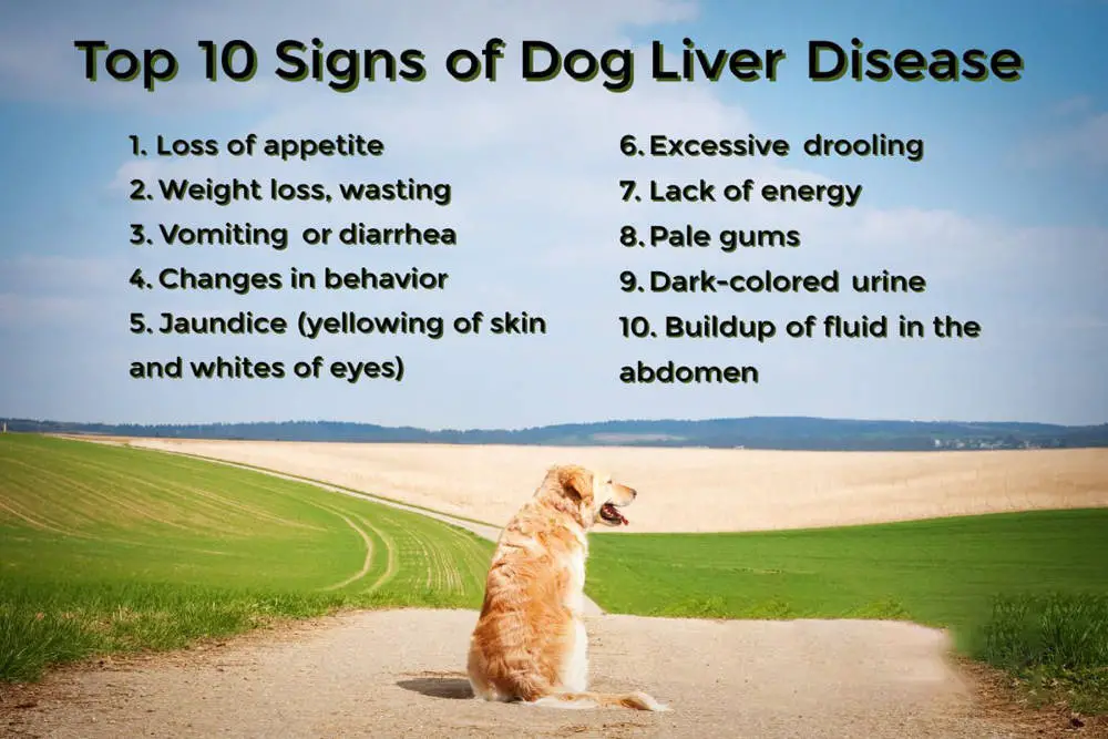 dog food for dogs with liver problems