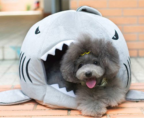 shark dog bed