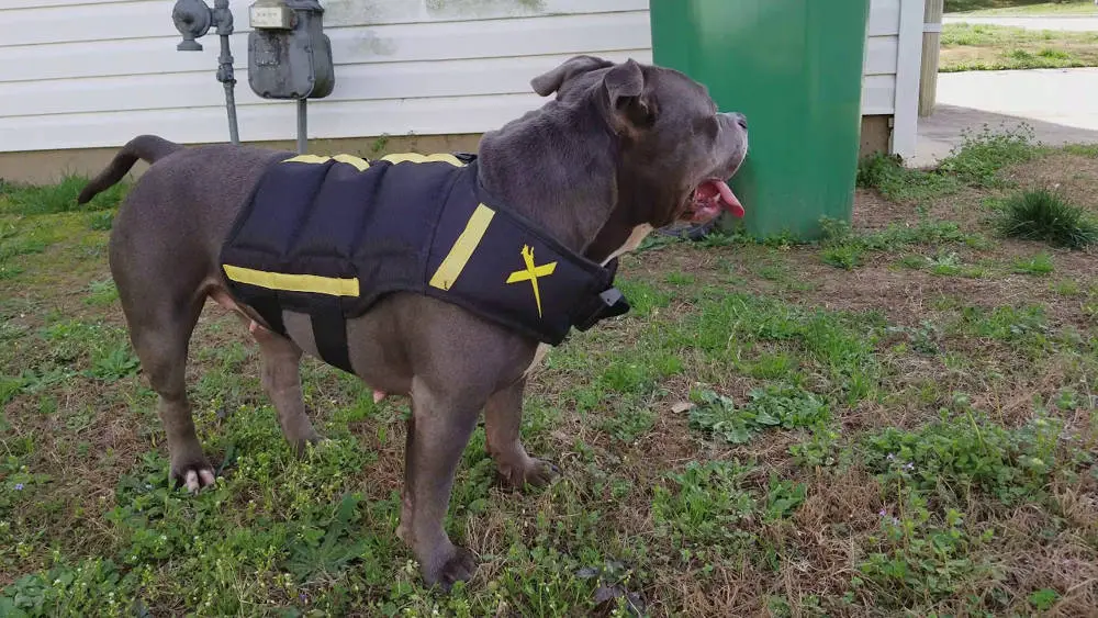 best dog vest for duck hunting