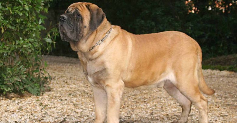 large dog breeds for apartments