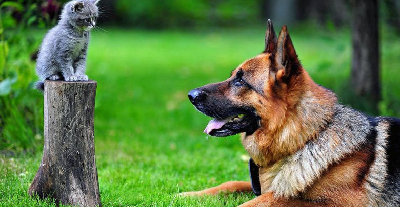 large dog breeds that are good with cats