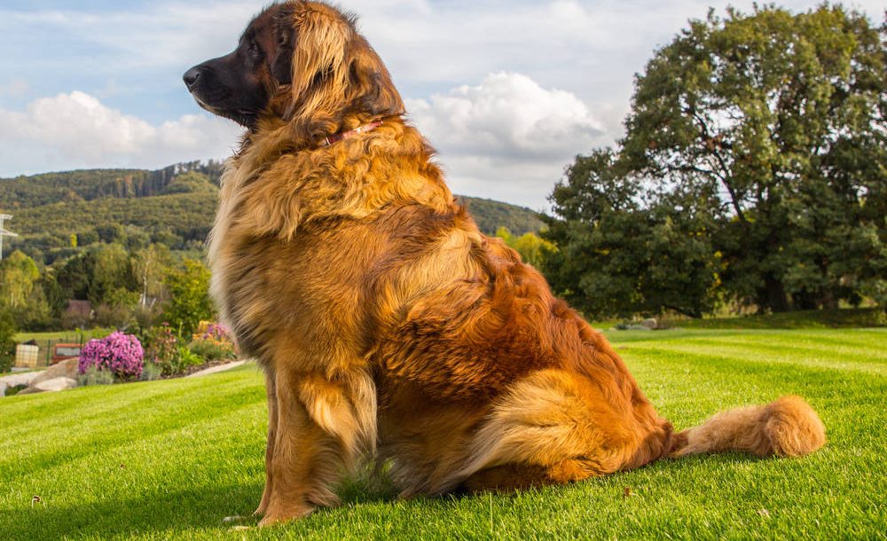 large dog breeds that don't drool
