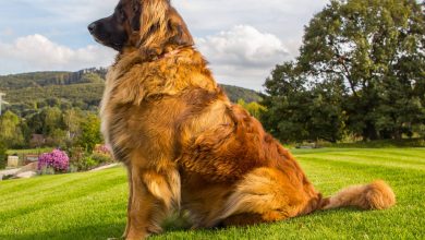 large dog breeds that don't drool