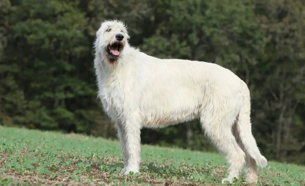 large dog breeds with long hair