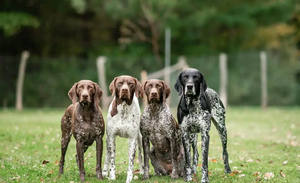 short haired hound breeds