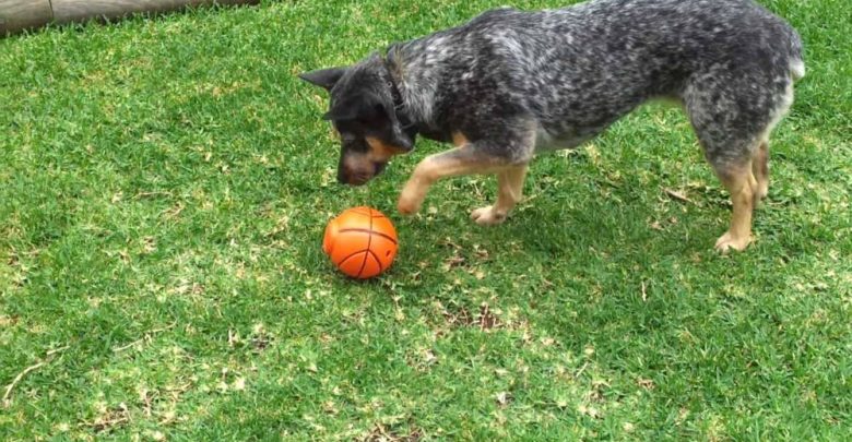 best toys for blue heelers