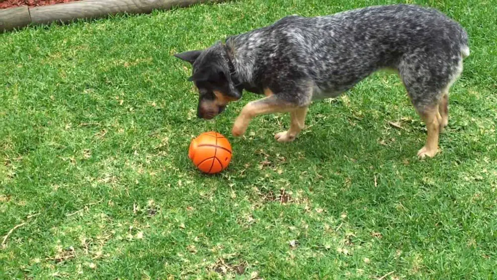 australian cattle dog toys