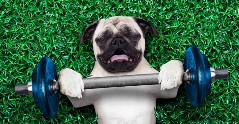 how much exercise does a dog need everyday