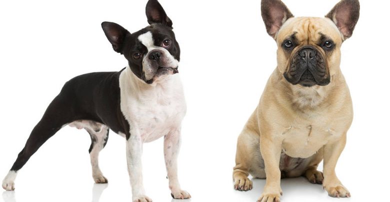 boston terrier vs french bulldog