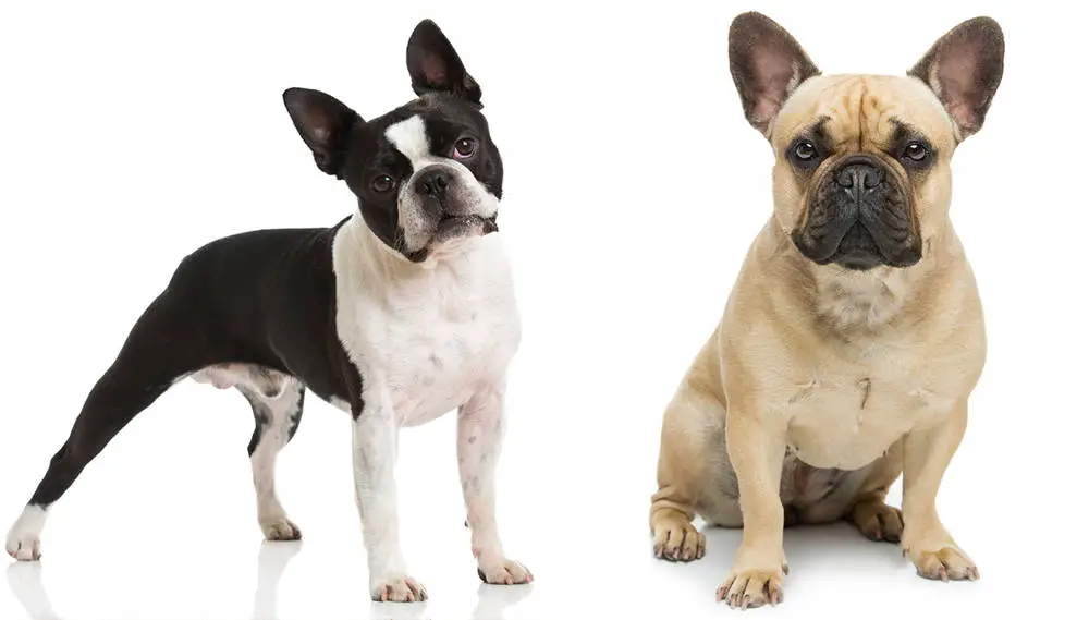 Boston Terrier vs French Bulldog How Different Are They?