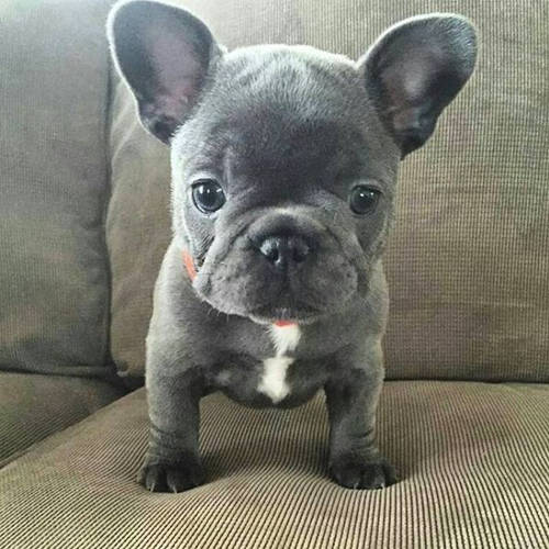 Blue French Bulldog – All You Need to Know