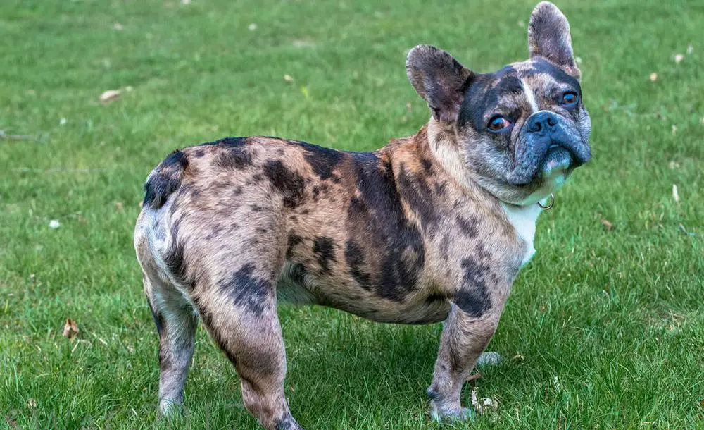 Merle French Bulldog All You Need to Know
