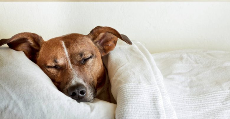 best dog bed for a dog with sleep apnea