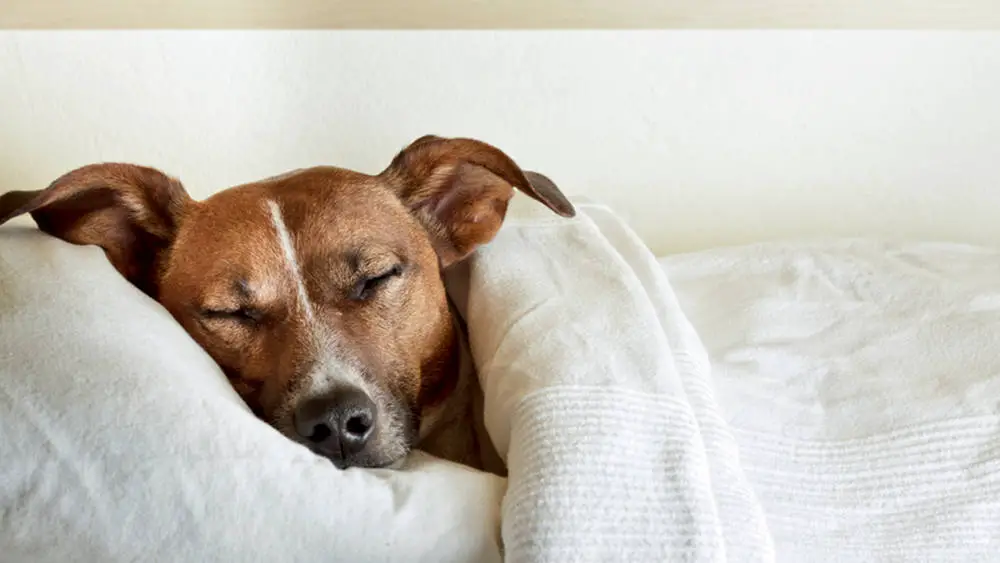 best dog bed for a dog with sleep apnea