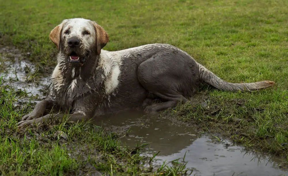 best dog bed for muddy dogs