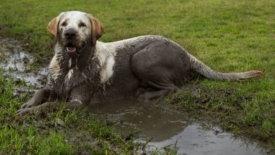 best dog bed for muddy dogs