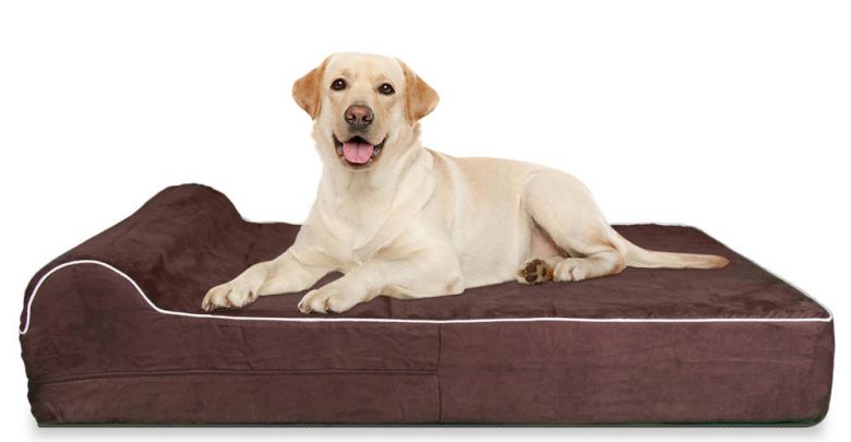 dog bed for spinal cord injury
