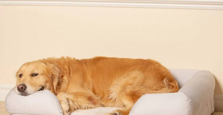 dog beds with bolster and memory foam