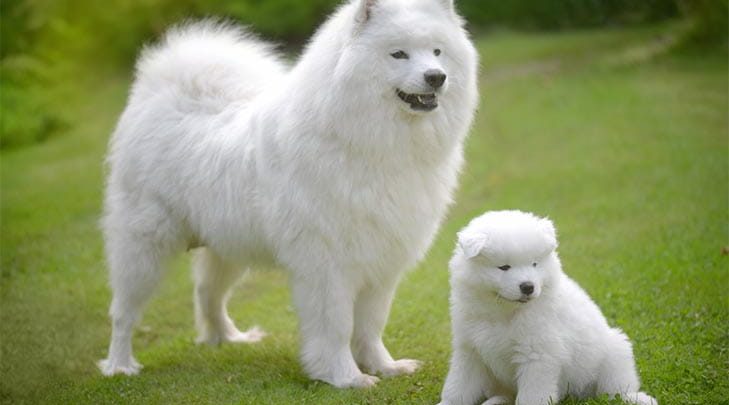 are dogs fluffy