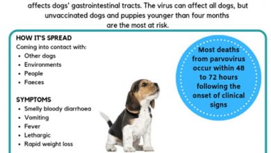 can a dog get parvo if vaccinated
