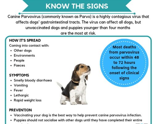 can a dog get parvo if vaccinated
