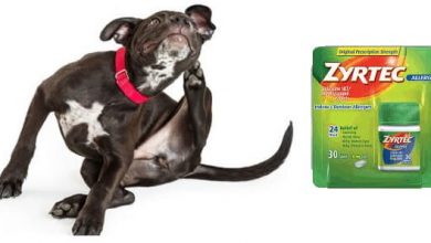can a dog take zyrtec