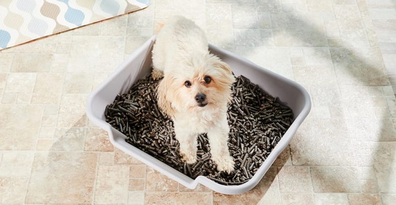 can a dog use litter box