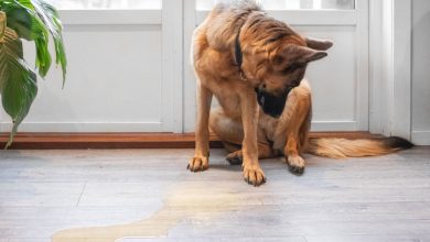 do dogs pee when excited