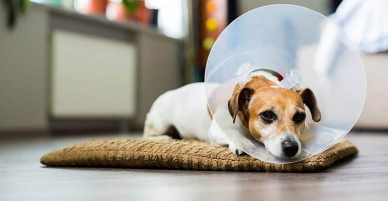 does a dog's personality change after spaying