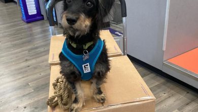 does fedex have dogs that sniff packages