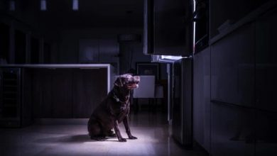 how can dogs see in the dark