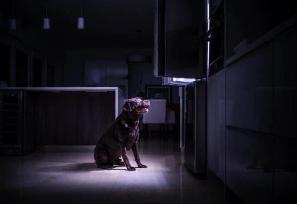 how can dogs see in the dark