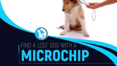 how can i find my dog with a chip