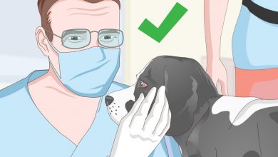 how can you take a dog's temperature