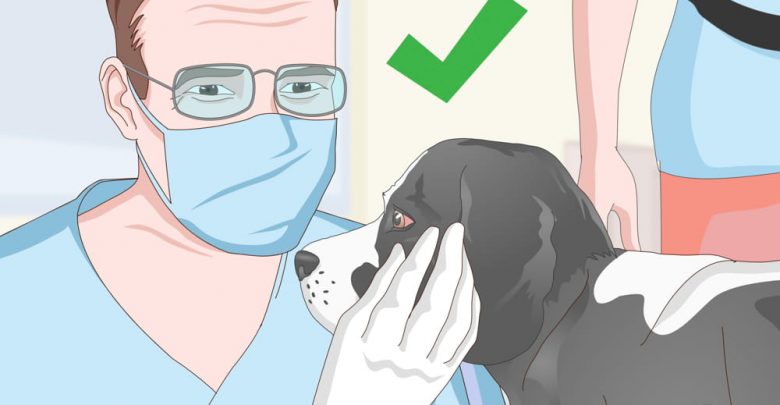 how can you take a dog's temperature