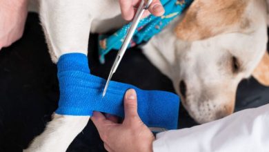 how much for dog leg surgery