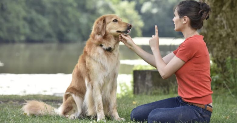how to teach dog quiet command