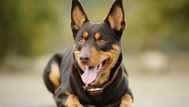 what are kelpie dogs
