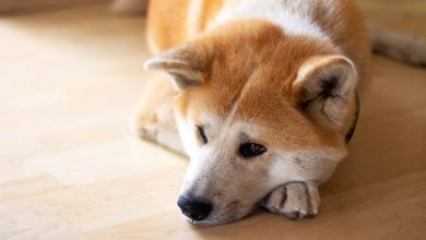 what are quiet dog breeds