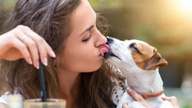what do dog kisses mean