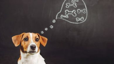what do dogs think about