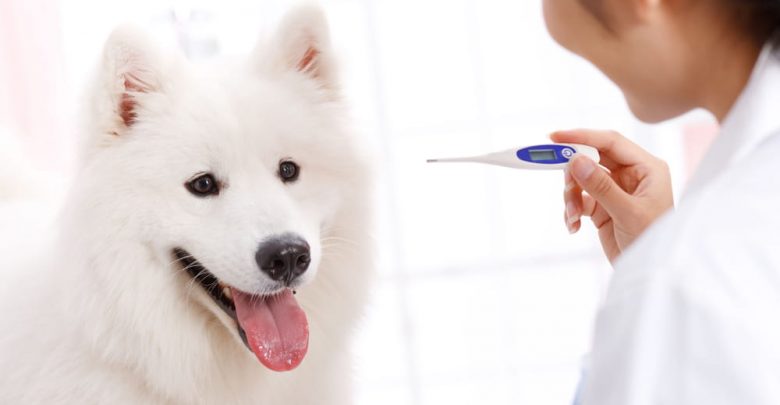 what should a dog's temperature be